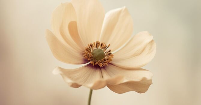 Collagen Stimulators/Biostimulators