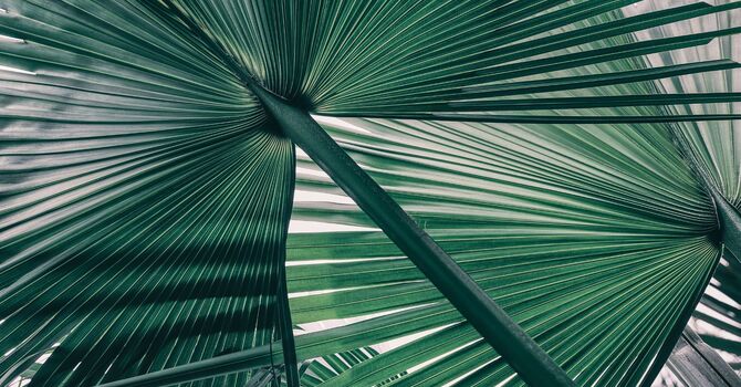 Wrinkle Relaxer—Botox®, Dysport®, Letybo® and Xeomin®